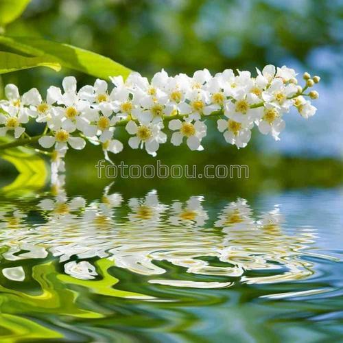 озеро, цветы, отражение, листья, весна