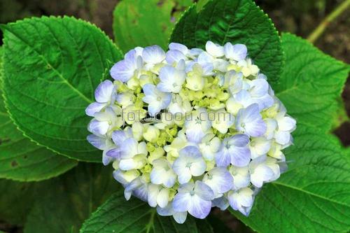 цветы, гортензия, букет, природа, листья