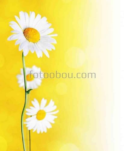 ромашки, солнце, природа, цветы