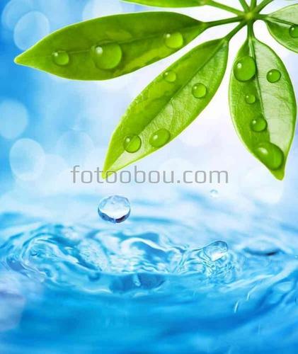 капля, лист, природа, вода