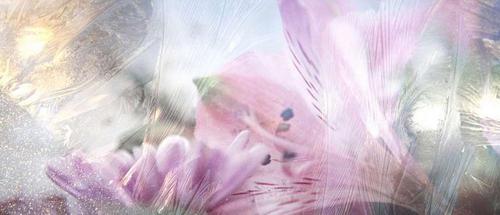 стекло, узор, мороз, цветы, лилия, розовый