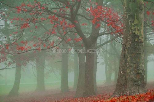 природа, лес, парк, осень, листья, туман