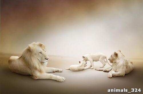 Царское, семейство, лев, львица, детеныши, белый