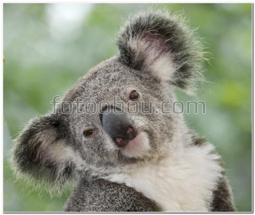 животные, коала, лес, природа