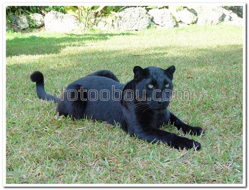 животные, пантера, трава, природа, кошка