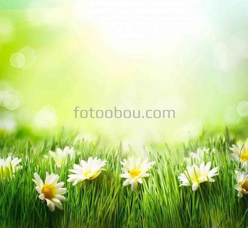 Природа, трава, поле, ромашки, цветы