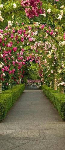 аллея, трава, цветы, арка, красный, розовый, зеленый