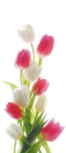 тюльпаны, белый, розовый, зеленый