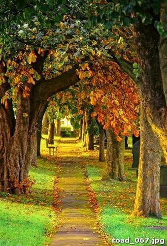 Осень, аллея, каштанов