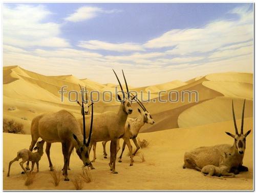 природа, животные, Африка