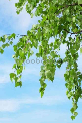 небо, облака, ветви, береза, природа, дерево