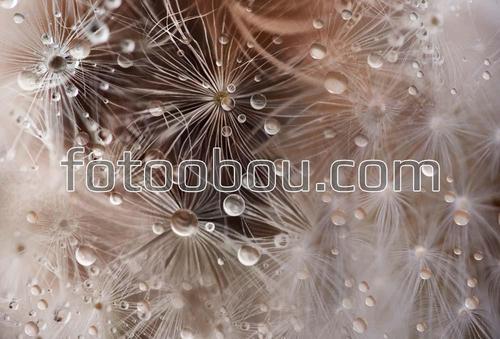 одуванчики, роса