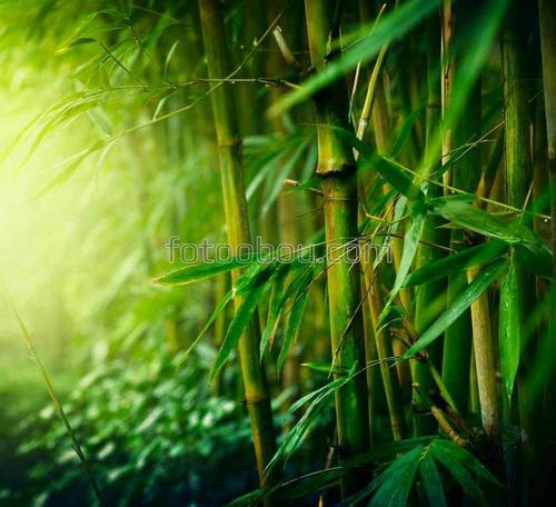солнце, бамбук, стволы, листья, 