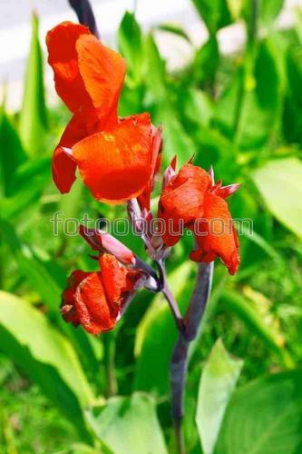 природа, цветок, лепестки, поле, трава