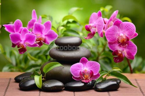 Орхидеи, цветы, камни, трава