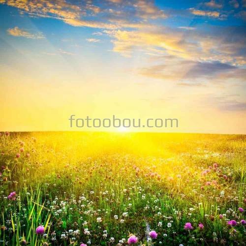 рассвет, природа, поле, небо, цветы