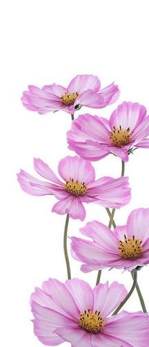 цветы, розовые, букет