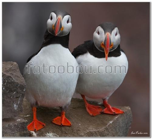 животные, птицы, тупики