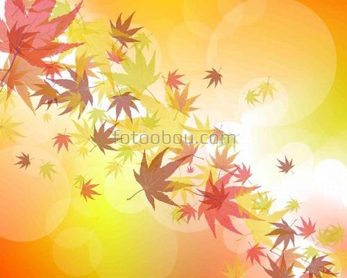 листья, листопад,  осень, клен, лучи