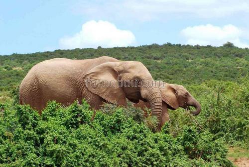 слоны, африка, сафари, природа