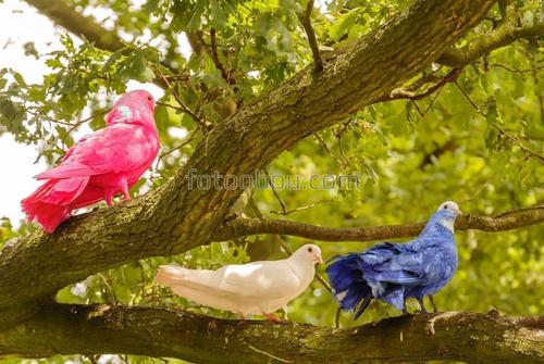 птицы, голуби, животные, ветки, дерево, природа