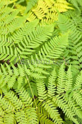 природа, трава, папоротник, листья