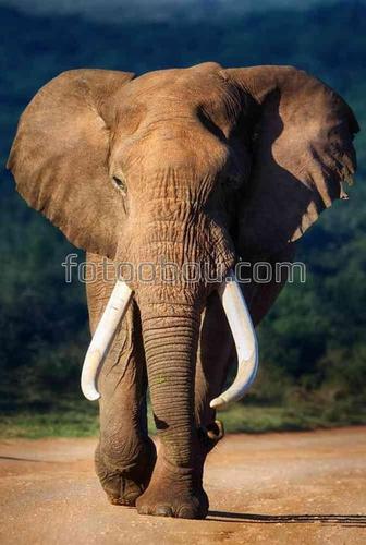 животные, слоны, африка, сафари, природа