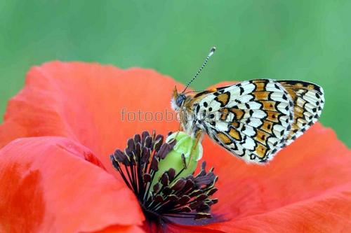 цветы, маки, природа, поле, бабочки