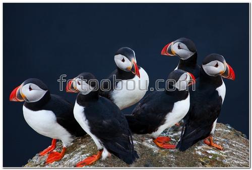 животные, птицы, тупики