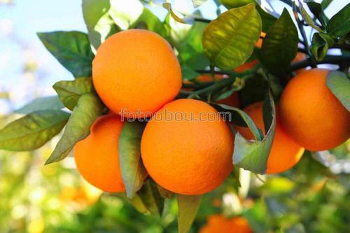 апельсины, ветка, дерево, природа