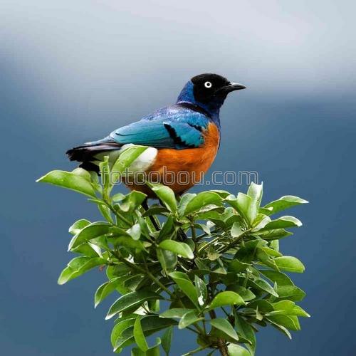 птица, ветка, небо, природа