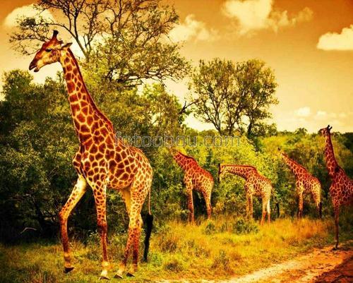 африка, сафари, жирафа, животные, природа