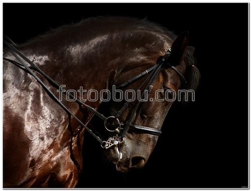 животные, лошадь, конь, темные