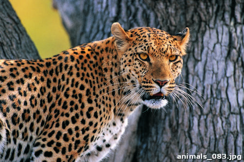 леопард, дерево