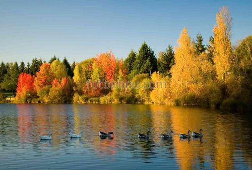 природа, лес, осень, река, животные, птицы, гуси, деревья
