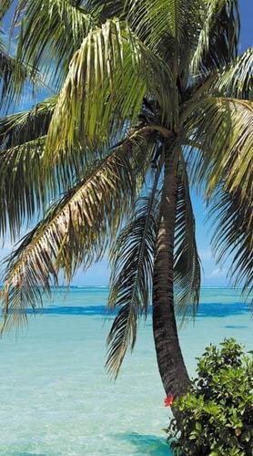 океан, пальма, трава, небо