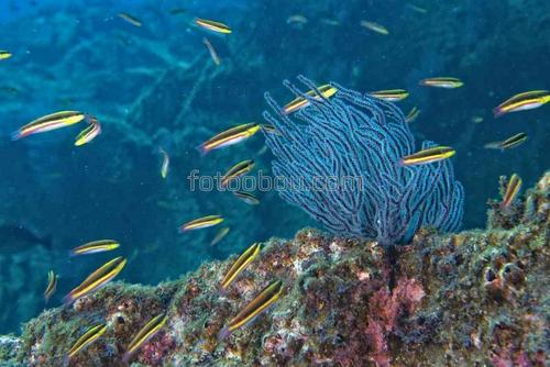 природа, море, рыбы, мальки