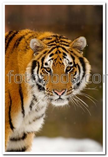 животные, тигр, снег, хищник