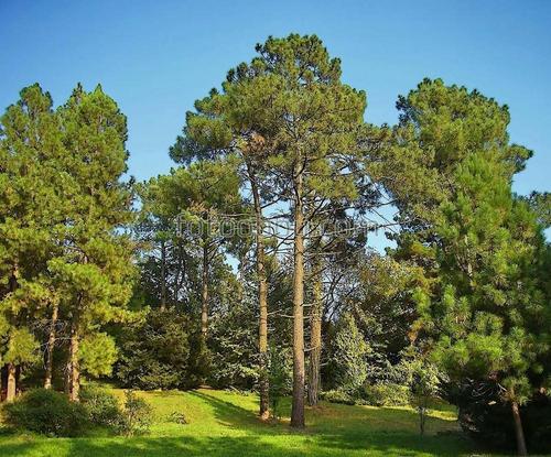 природа, лес, деревья, трава, лето