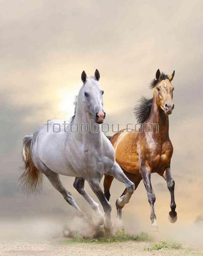 животные, кони, лошади, природа, поле