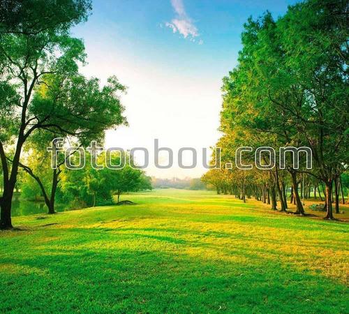 парк, лес, трава, поляна, лето, деревья