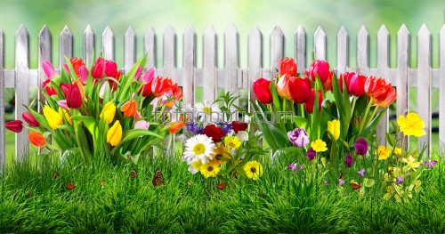 забор, тюльпаны, цветы, ромашки, розы