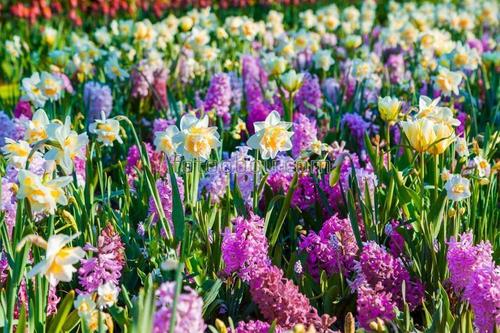 поле, природа, цветы, трава, весна