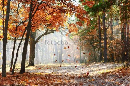осень, парк, листья, листопад, тропинка