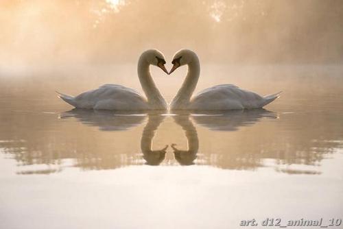 Сердце, верности, лебеди, вода, озеро, закат