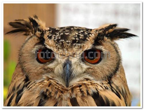 сова, филин, птица