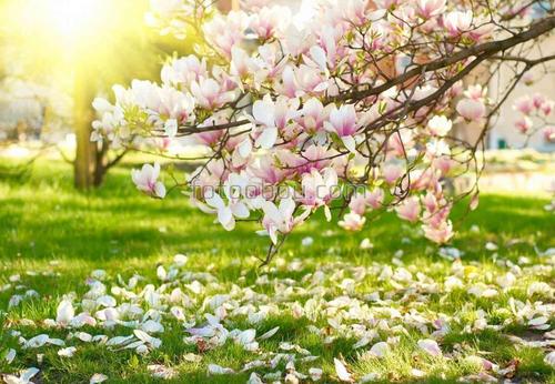 цветы, природа, магнолия, ветка,сад