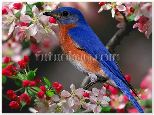 животные, птица, дерево, веточка, цветы