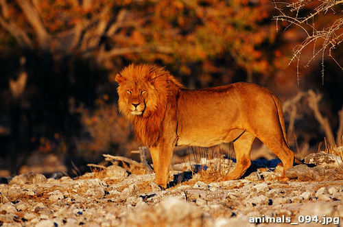 лев, камни, деревья