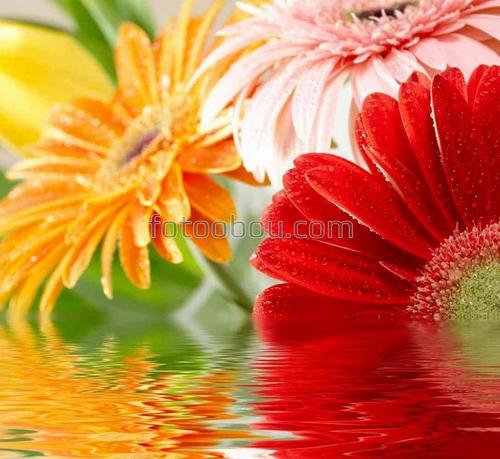 цветы, герберы, природа, вода, отражение